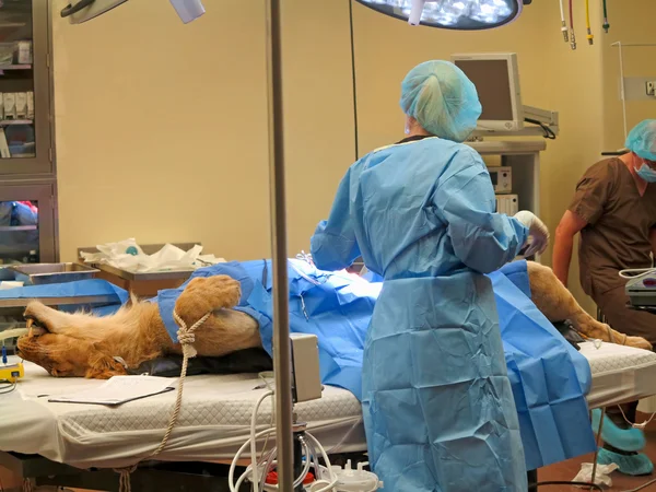 Lioness Surgery — Stock Photo, Image