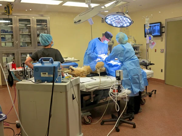 Lioness Surgery — Stock Photo, Image