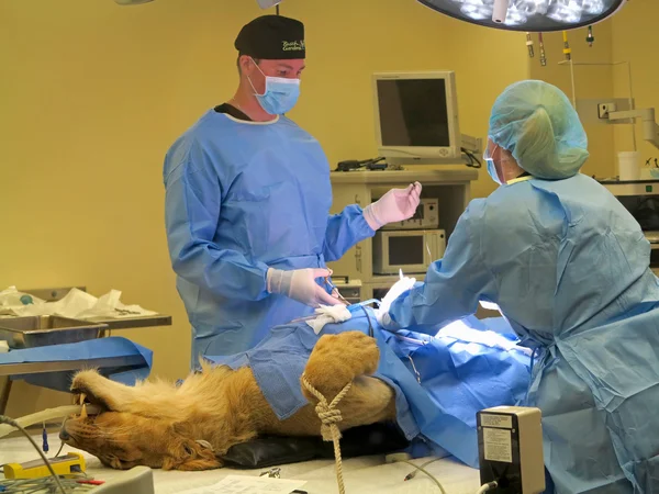 Львиная хирургия — стоковое фото