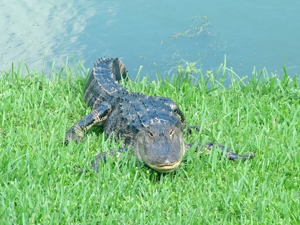 Alligator — Stockfoto