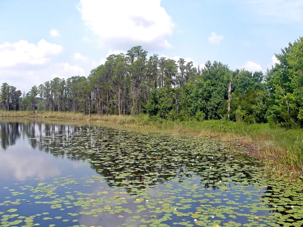 Waterlelies en bomen — Stockfoto