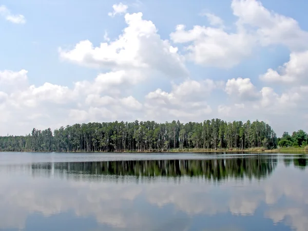 Reflexionen im Wald — Stockfoto