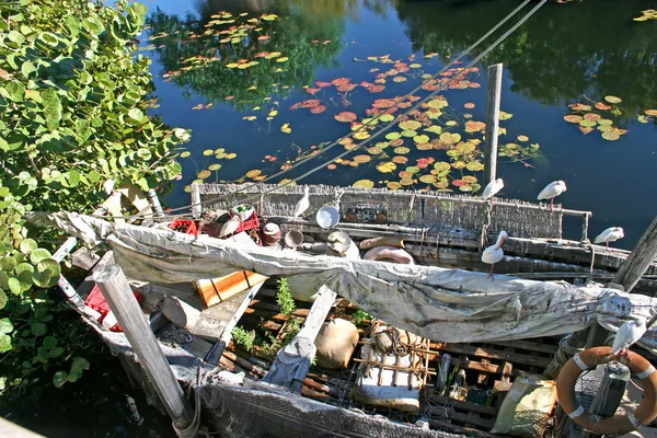 Wild Boat — Stock Photo, Image