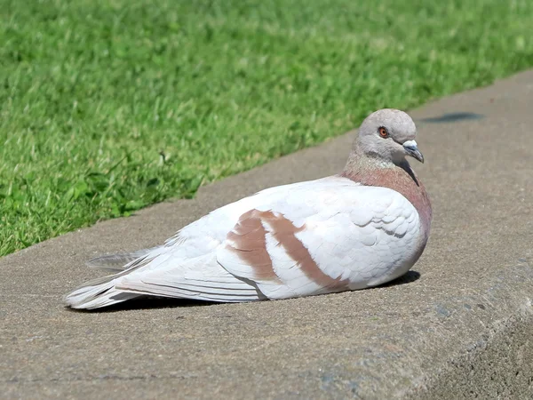 Pigeon brun et blanc — Photo