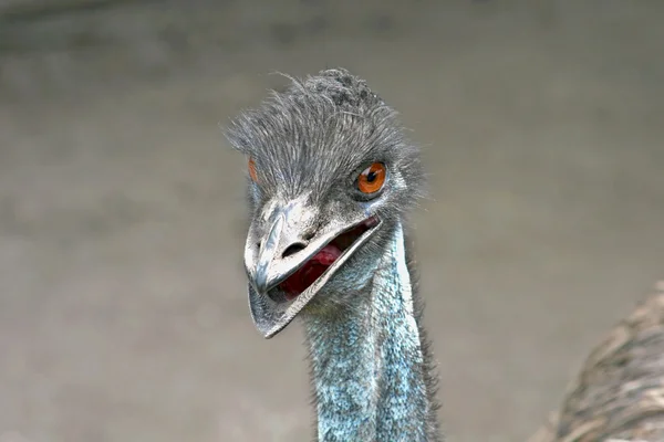 Ein emu — Stockfoto