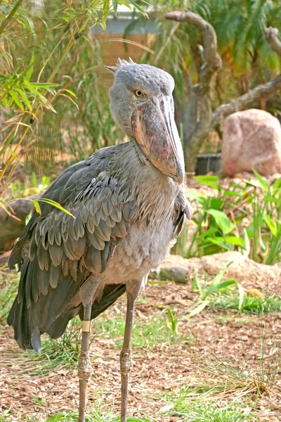 Shoebill лелека — стокове фото