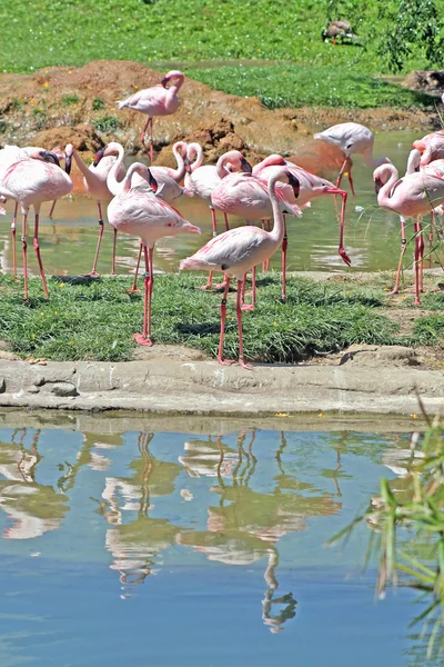 Eine Gruppe Flamingos — Stockfoto