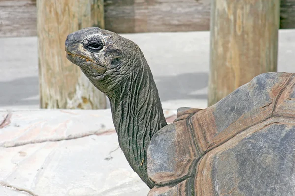 La cabeza de una tortuga — Foto de Stock