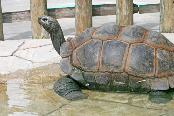 Una tortuga grande — Foto de Stock