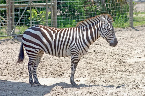 Una zebra in piedi — Foto Stock