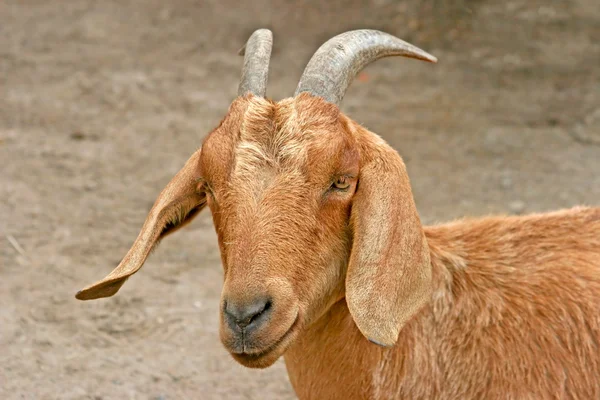 A Brown Goat — Stock Photo, Image