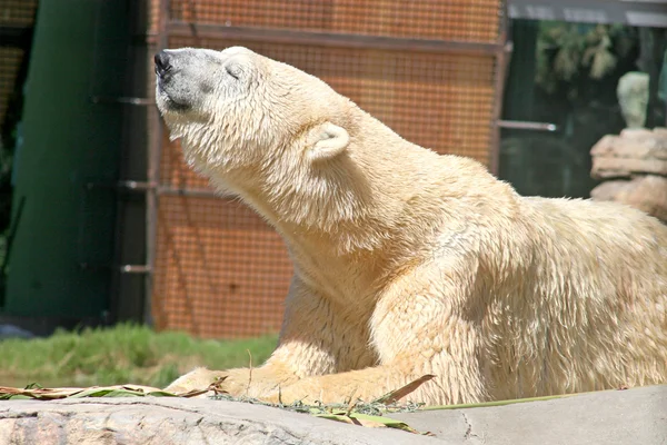 Ein Eisbär — Stockfoto