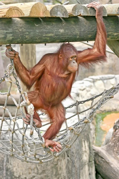 An Orangutan standing on a rope — Stock Photo, Image