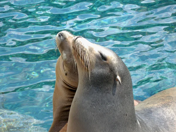 Two Sea lions — Stock Photo, Image