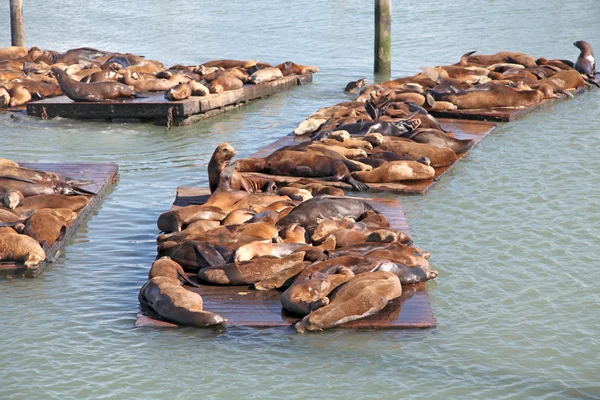 一群海狮 — 图库照片