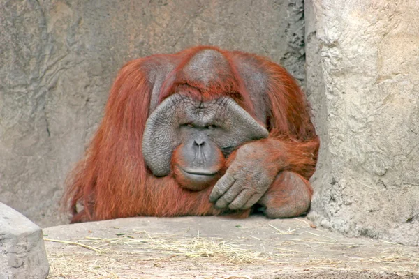 Dużych Orangutan — Zdjęcie stockowe