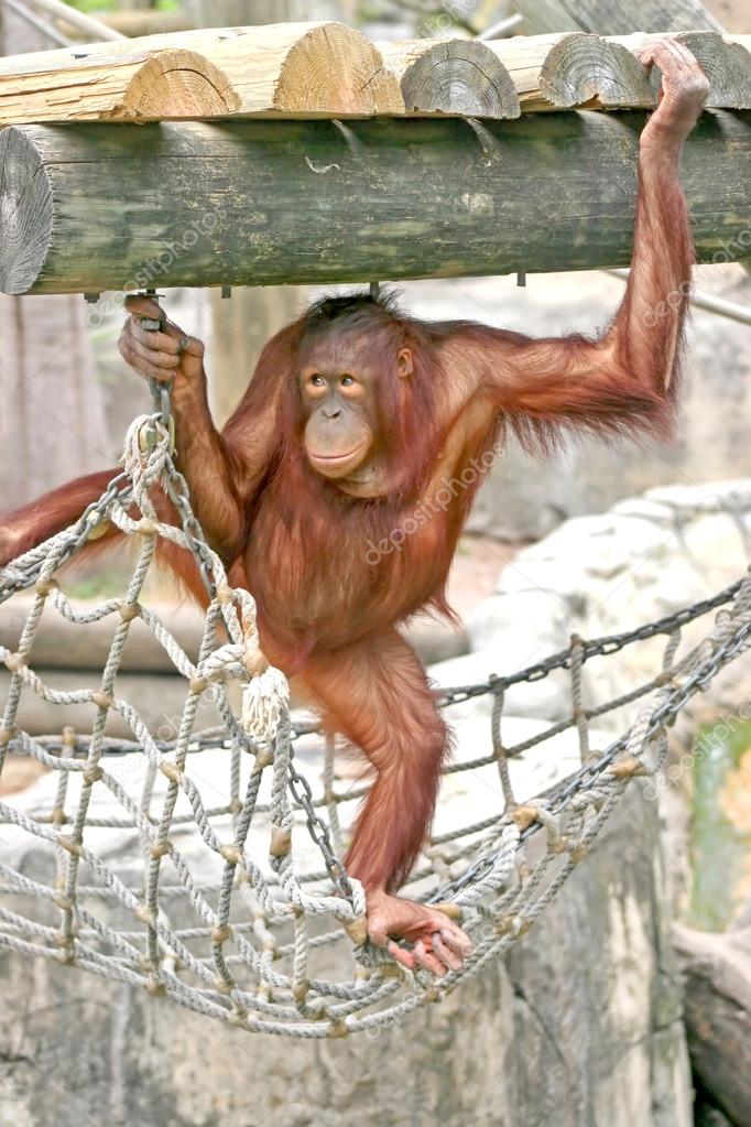An Orangutan standing on a rope