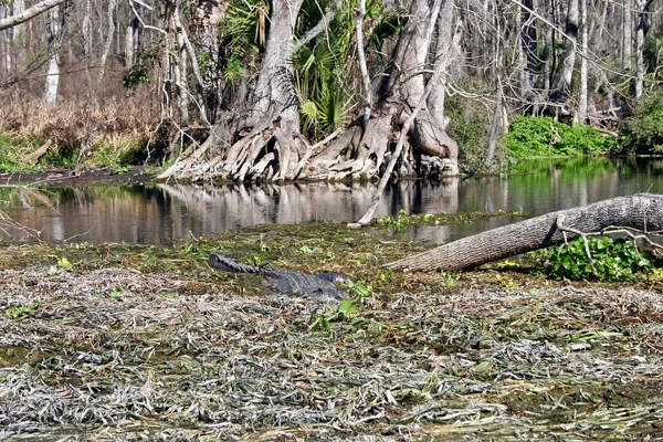Aligator w bagnie — Zdjęcie stockowe