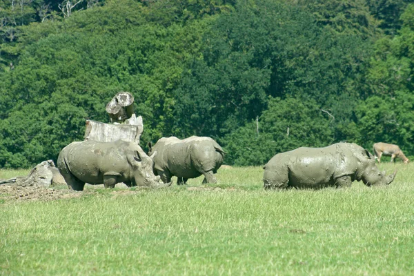 Trois rhinocéros blancs — Photo