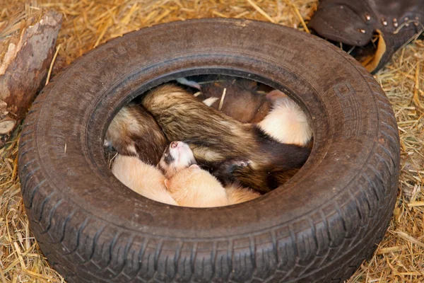 Furões em um pneu — Fotografia de Stock