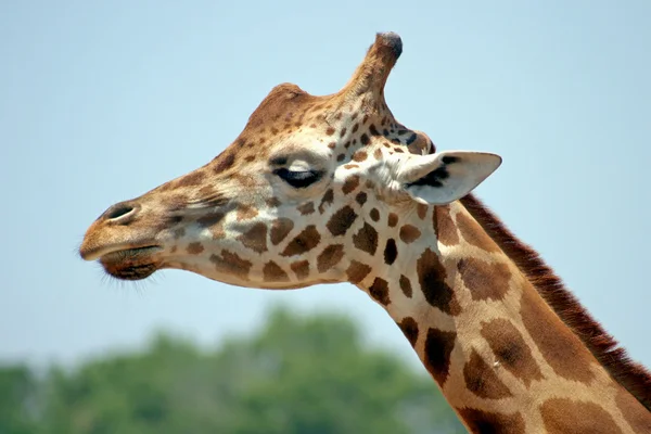 Het hoofd van een giraffe — Stockfoto