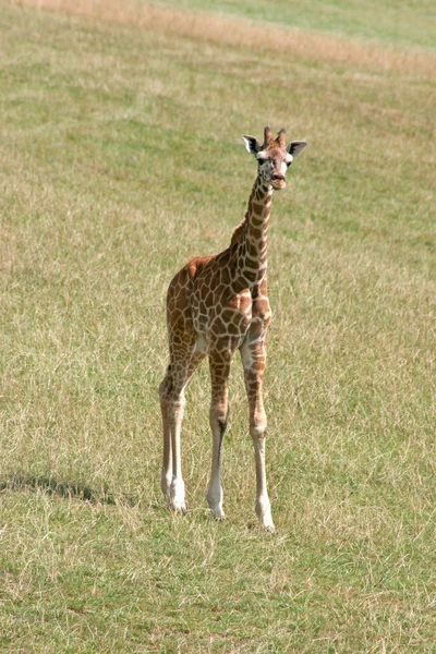 长颈鹿宝宝 — 图库照片