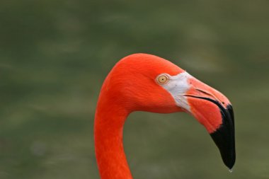 Kırmızı bir Flamingo