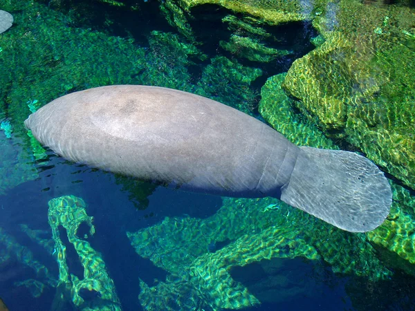 Een Manatee zwemmen — Stockfoto