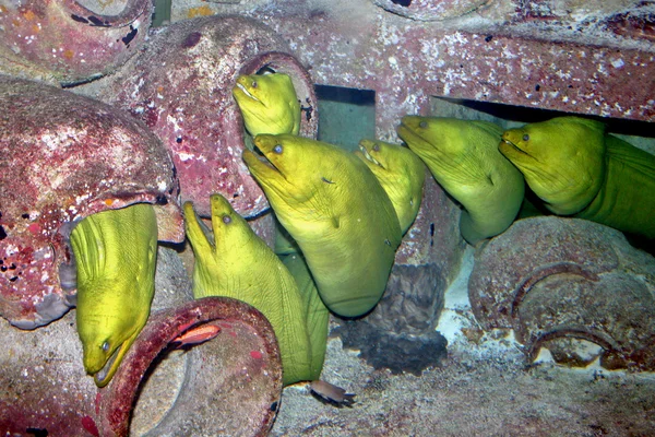 Grupo de anguilas — Foto de Stock