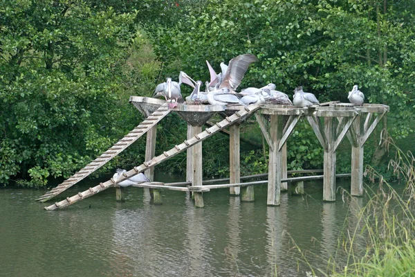 Группа пеликанов — стоковое фото