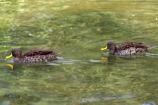 Dois patos nadadores — Fotografia de Stock