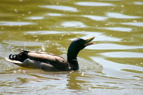 Eine schwimmende Ente — Stockfoto