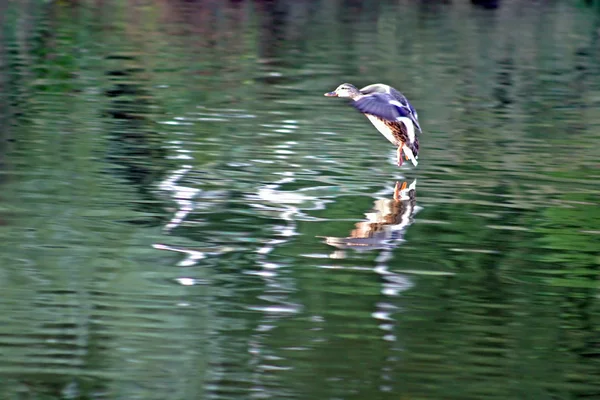 A Flying Duck — Stok Foto