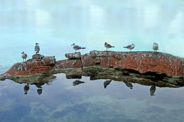 Grupo de Gaivotas — Fotografia de Stock