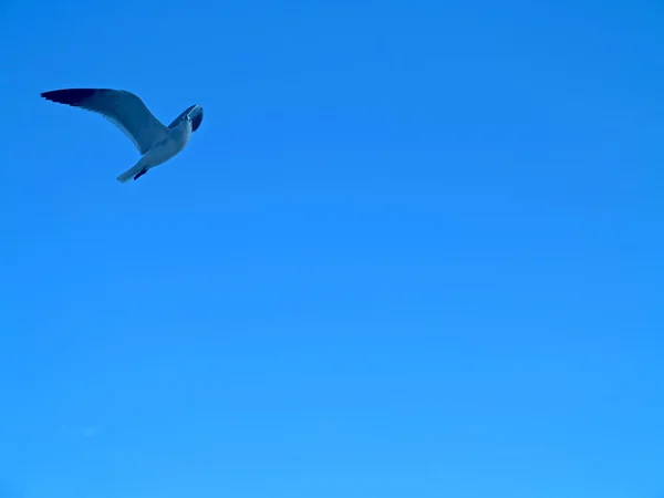 A Flying Seagull — Stock Photo, Image