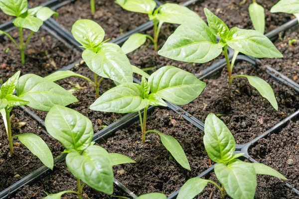 Fresh peppers seedling — Stock Photo, Image