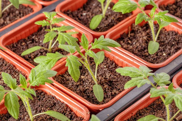 Plántulas de tomate fresco — Foto de Stock