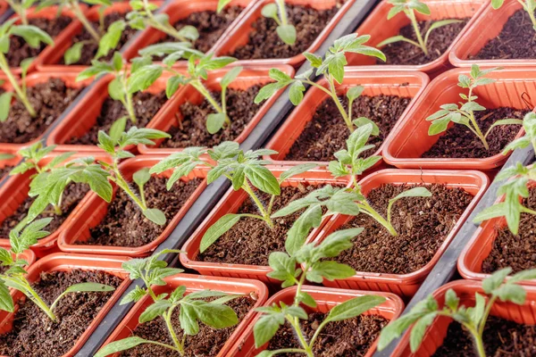 Plántulas de tomate fresco — Foto de Stock