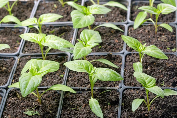 Fresh peppers seedling Royalty Free Stock Images