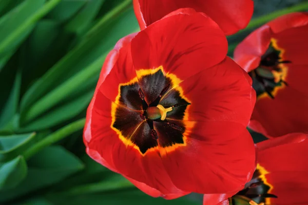 Bouquet red freshness tulips — Stock Photo, Image