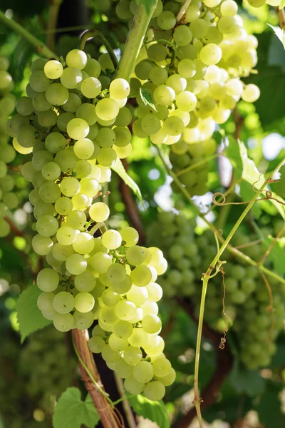 Fresh Green grapes on vine. — Stock Photo, Image