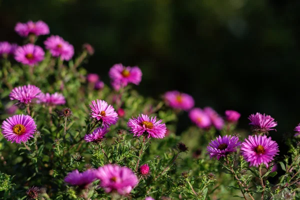 Frische Blumen — Stockfoto