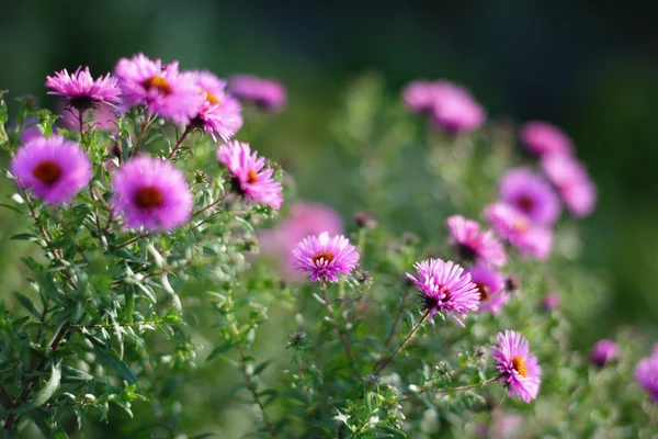 Färskhet blommor — Stockfoto