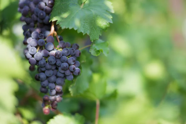 Black  grapes — Stock Photo, Image