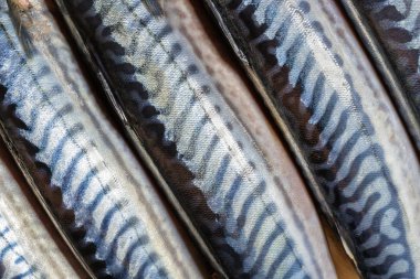 Taze balık mackerels