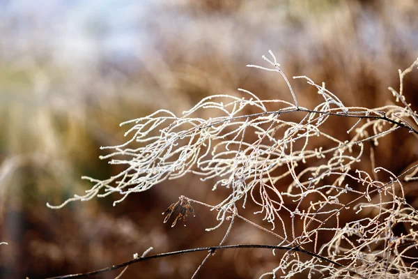 冷凍植物 ロイヤリティフリーのストック画像