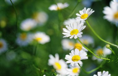 Anthemis arvensis