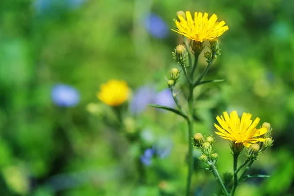 Sonchus arvensis Royalty Free Stock Images