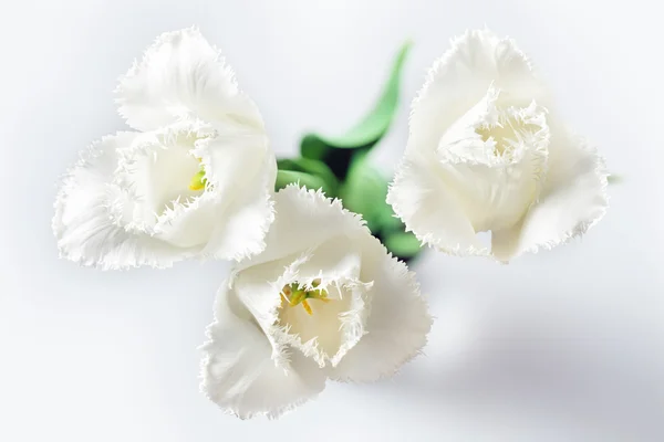 Tulips — Stock Photo, Image