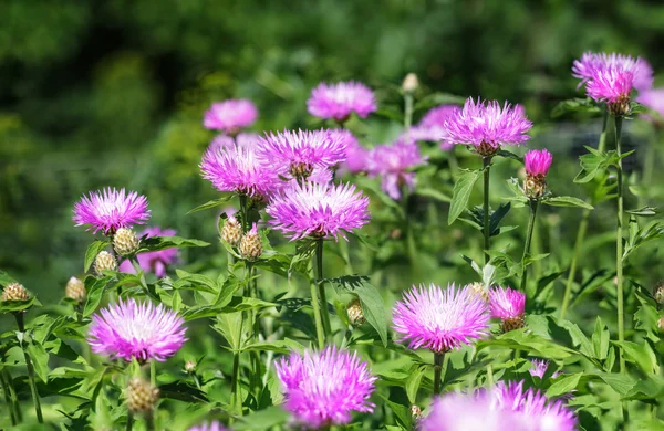 Stokesia laevis — Stock fotografie